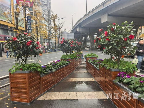 增香添彩進行時 市中區邱家嘴路口換新裝，街頭增亮色城市綠化管理