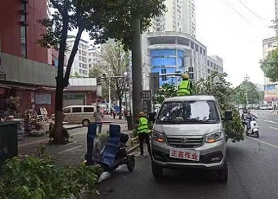 耒陽市城管局 修剪校園周邊綠化樹，守護安全與綠意同行