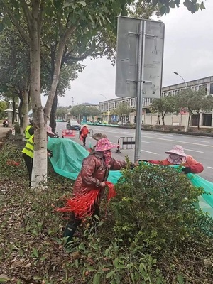 漳平市城市管理局 為樹木披上“防寒衣”，全面筑牢冬季綠化防線