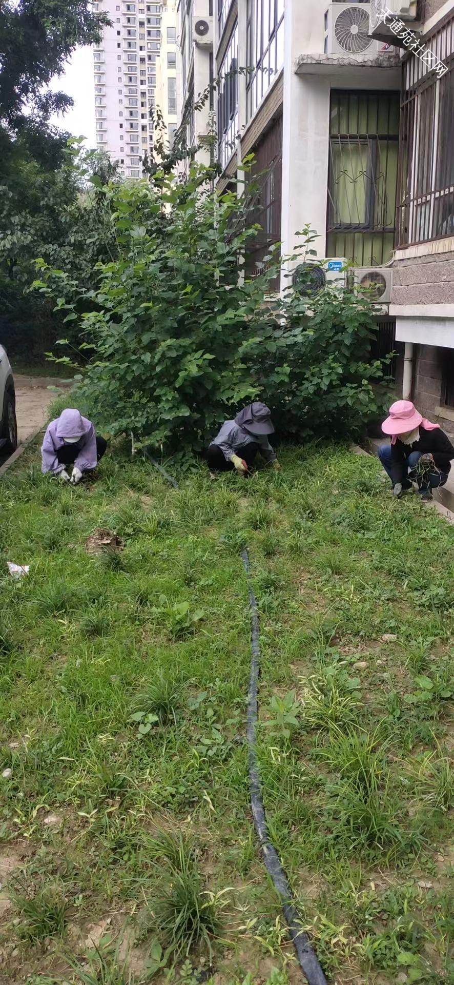 水口小區綠化雜草清理 基層服務監管中的城市綠化管理實踐
