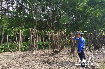 新成路中隊 養護綠化豈能簡單粗暴？耐心與責任心是城市管理的關鍵