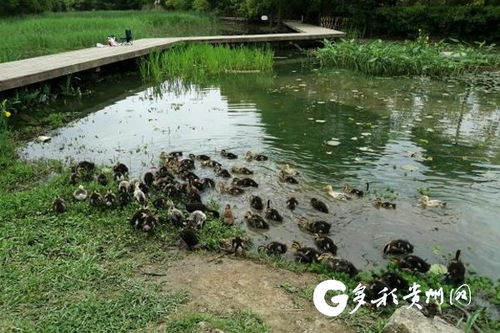 貴陽市城市綠化服務中心多措并舉，打響福壽螺防治戰